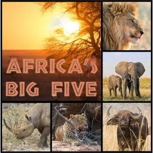 Africas Big Five 20 Napkins (33 x 33cm)